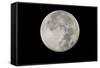 Yellowstone Late Summer Full Moon-Joe McDonald-Framed Stretched Canvas