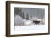 Yellowstone Moose-Jason Savage-Framed Art Print