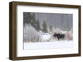 Yellowstone Moose-Jason Savage-Framed Art Print