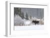 Yellowstone Moose-Jason Savage-Framed Art Print