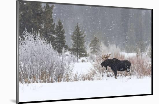 Yellowstone Moose-Jason Savage-Mounted Art Print