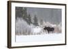 Yellowstone Moose-Jason Savage-Framed Art Print