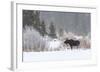 Yellowstone Moose-Jason Savage-Framed Art Print