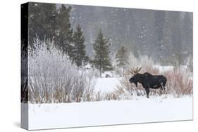 Yellowstone Moose-Jason Savage-Stretched Canvas