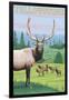Yellowstone Nat'l Park - Elk Herd-Lantern Press-Framed Art Print
