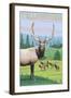 Yellowstone Nat'l Park - Elk Herd-Lantern Press-Framed Art Print