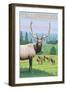 Yellowstone Nat'l Park - Elk Herd-Lantern Press-Framed Art Print