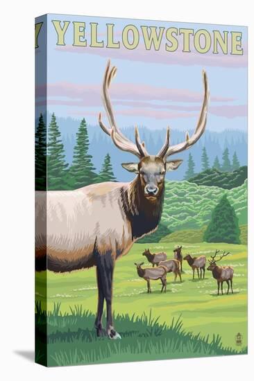 Yellowstone Nat'l Park - Elk Herd-Lantern Press-Stretched Canvas