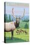 Yellowstone Nat'l Park - Elk Herd-Lantern Press-Stretched Canvas