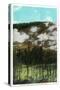 Yellowstone Nat'l Park, Wyoming - Roaring Mountain Scene-Lantern Press-Stretched Canvas