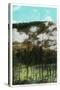 Yellowstone Nat'l Park, Wyoming - Roaring Mountain Scene-Lantern Press-Stretched Canvas