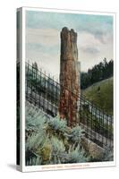Yellowstone Nat'l Park, Wyoming - View of a Petrified Tree-Lantern Press-Stretched Canvas