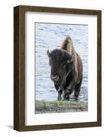 Yellowstone National Park. A bison bull emerging from the Firehole River.-Ellen Goff-Framed Photographic Print