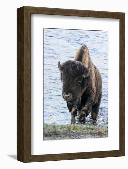 Yellowstone National Park. A bison bull emerging from the Firehole River.-Ellen Goff-Framed Photographic Print