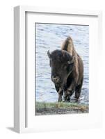 Yellowstone National Park. A bison bull emerging from the Firehole River.-Ellen Goff-Framed Photographic Print