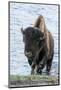 Yellowstone National Park. A bison bull emerging from the Firehole River.-Ellen Goff-Mounted Photographic Print