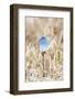 Yellowstone National Park. A bluebird spends time in the dead grasses in early spring-Ellen Goff-Framed Photographic Print