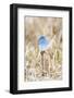 Yellowstone National Park. A bluebird spends time in the dead grasses in early spring-Ellen Goff-Framed Photographic Print