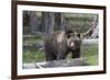 Yellowstone National Park, a grizzly bear walking through a stand of trees.-Ellen Goff-Framed Photographic Print