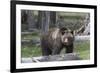 Yellowstone National Park, a grizzly bear walking through a stand of trees.-Ellen Goff-Framed Photographic Print