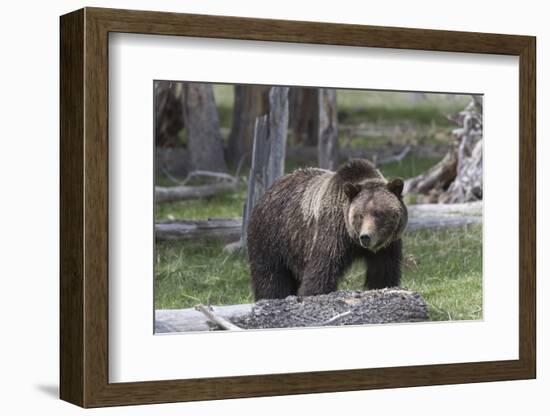 Yellowstone National Park, a grizzly bear walking through a stand of trees.-Ellen Goff-Framed Photographic Print