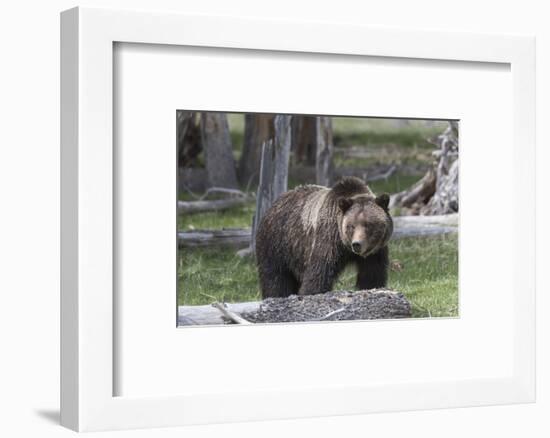 Yellowstone National Park, a grizzly bear walking through a stand of trees.-Ellen Goff-Framed Photographic Print