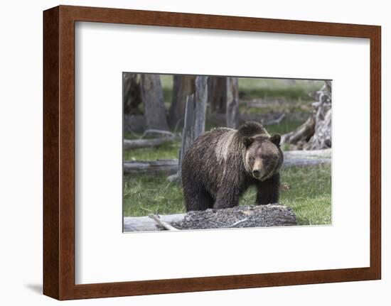 Yellowstone National Park, a grizzly bear walking through a stand of trees.-Ellen Goff-Framed Photographic Print