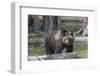 Yellowstone National Park, a grizzly bear walking through a stand of trees.-Ellen Goff-Framed Photographic Print