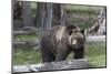 Yellowstone National Park, a grizzly bear walking through a stand of trees.-Ellen Goff-Mounted Photographic Print