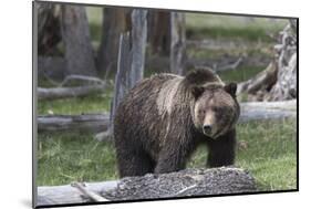 Yellowstone National Park, a grizzly bear walking through a stand of trees.-Ellen Goff-Mounted Photographic Print