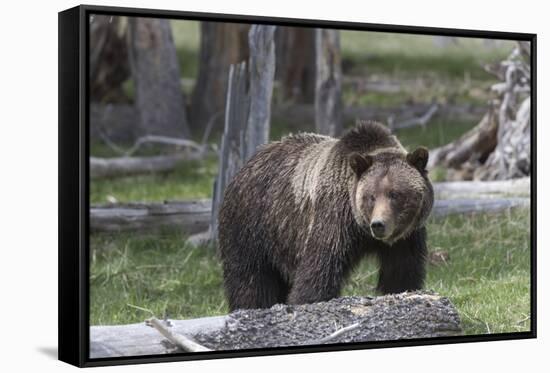 Yellowstone National Park, a grizzly bear walking through a stand of trees.-Ellen Goff-Framed Stretched Canvas