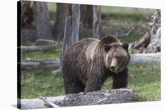 Yellowstone National Park, a grizzly bear walking through a stand of trees.-Ellen Goff-Stretched Canvas