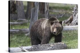 Yellowstone National Park, a grizzly bear walking through a stand of trees.-Ellen Goff-Stretched Canvas