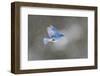 Yellowstone National Park. A male mountain bluebird hovers above a stream in a snowstorm-Ellen Goff-Framed Photographic Print