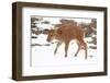 Yellowstone National Park. A newborn bison calf standing in a spring snow storm.-Ellen Goff-Framed Photographic Print