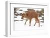 Yellowstone National Park. A newborn bison calf standing in a spring snow storm.-Ellen Goff-Framed Photographic Print