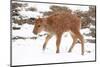 Yellowstone National Park. A newborn bison calf standing in a spring snow storm.-Ellen Goff-Mounted Photographic Print