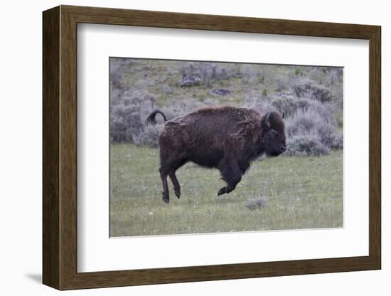 Yellowstone National Park. An American bison cow acts in a frenzied manner.-Ellen Goff-Framed Photographic Print