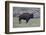 Yellowstone National Park. An American bison cow acts in a frenzied manner.-Ellen Goff-Framed Photographic Print