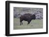 Yellowstone National Park. An American bison cow acts in a frenzied manner.-Ellen Goff-Framed Photographic Print