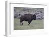 Yellowstone National Park. An American bison cow acts in a frenzied manner.-Ellen Goff-Framed Photographic Print