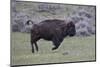 Yellowstone National Park. An American bison cow acts in a frenzied manner.-Ellen Goff-Mounted Photographic Print