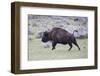 Yellowstone National Park. An American bison cow acts in a frenzied manner.-Ellen Goff-Framed Photographic Print