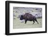 Yellowstone National Park. An American bison cow acts in a frenzied manner.-Ellen Goff-Framed Photographic Print