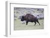 Yellowstone National Park. An American bison cow acts in a frenzied manner.-Ellen Goff-Framed Photographic Print