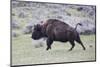 Yellowstone National Park. An American bison cow acts in a frenzied manner.-Ellen Goff-Mounted Photographic Print