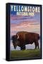 Yellowstone National Park - Bison and Sunset-Lantern Press-Framed Stretched Canvas