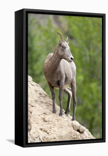 Yellowstone National Park, female bighorn sheep looking down from a steep perch.-Ellen Goff-Framed Stretched Canvas
