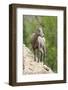 Yellowstone National Park, female bighorn sheep looking down from a steep perch.-Ellen Goff-Framed Photographic Print