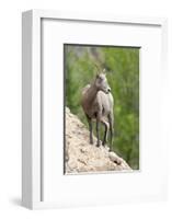Yellowstone National Park, female bighorn sheep looking down from a steep perch.-Ellen Goff-Framed Photographic Print